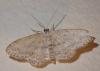 Idaea seriata